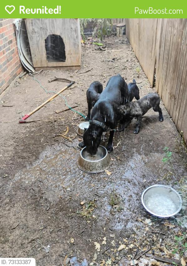 Reunited Female Dog last seen trail crest drive, Arlington, TX 76017