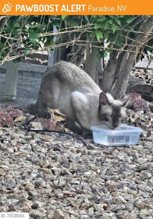 Found/Stray Unknown Cat last seen University Center, Paradise, NV 89169