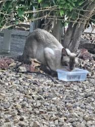 Found/Stray Unknown Cat last seen University Center, Paradise, NV 89169