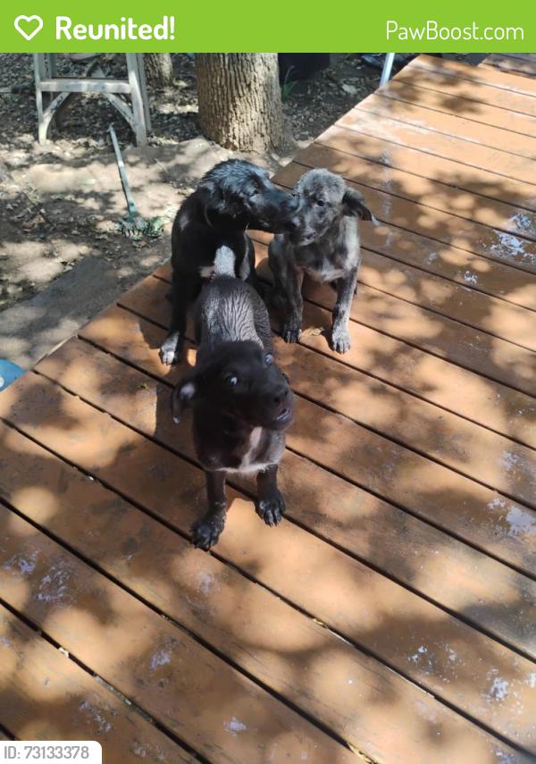 Reunited Female Dog last seen Trail crest drive, Arlington, TX 76017
