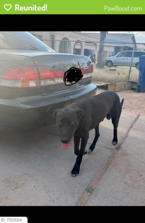 Reunited Male Dog last seen 12th ave & Valencia, Tucson, AZ 85756