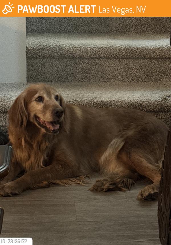Found/Stray Female Dog last seen Craig and puebla, Las Vegas, NV 89115
