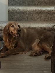 Found/Stray Female Dog last seen Craig and puebla, Las Vegas, NV 89115