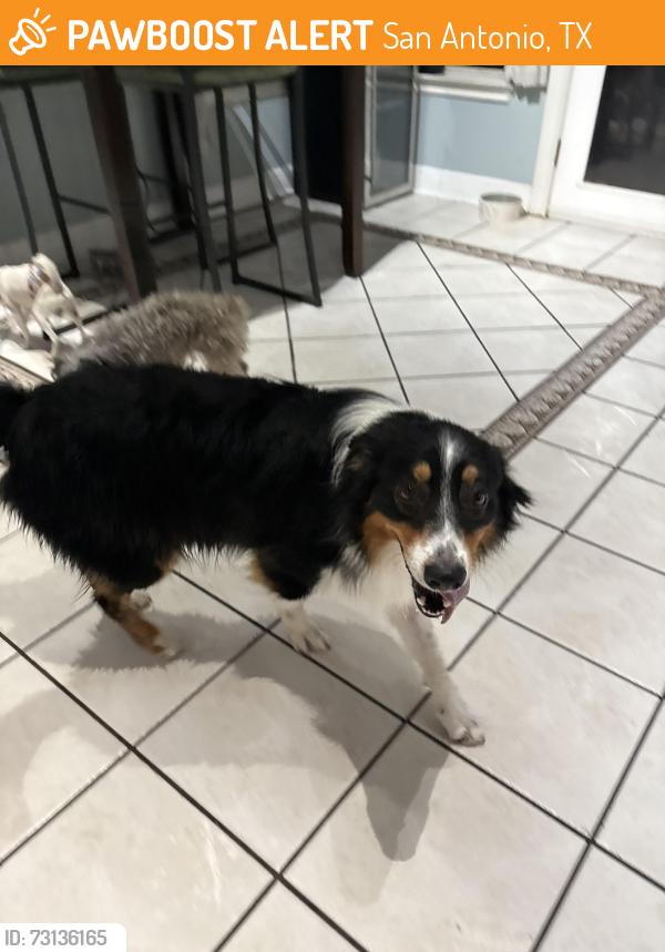 Found/Stray Male Dog last seen 1604/Gold Canyon, San Antonio, TX 78232