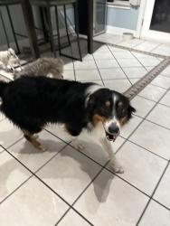 Found/Stray Male Dog last seen 1604/Gold Canyon, San Antonio, TX 78232