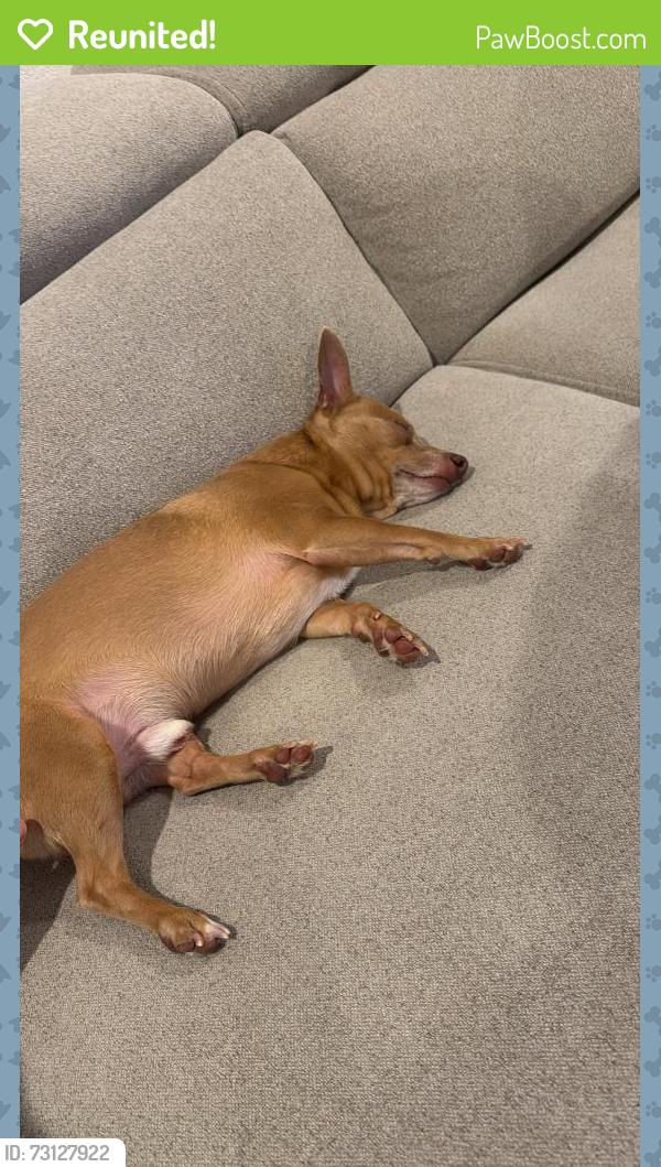 Reunited Male Dog last seen Near pepperbark ave Princeton Texas, Princeton, TX 75407