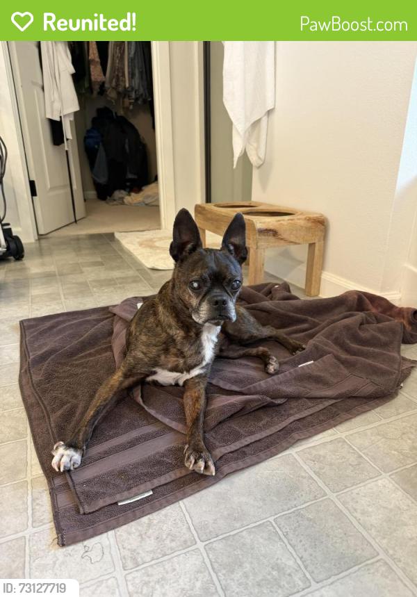 Reunited Male Dog last seen Grand firs, Graham, WA 98375