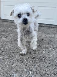 Reunited Male Dog last seen Lewis Canyon Lane, McKinney TX 75071, McKinney, TX 75071