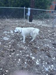 Reunited Male Dog last seen Near and Spring of Rebecca Creek, Spring Branch, TX 78070