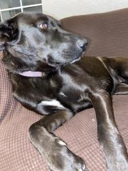 Lost Female Dog last seen Near Justus tiawah elementary school, Claremore, OK 74017