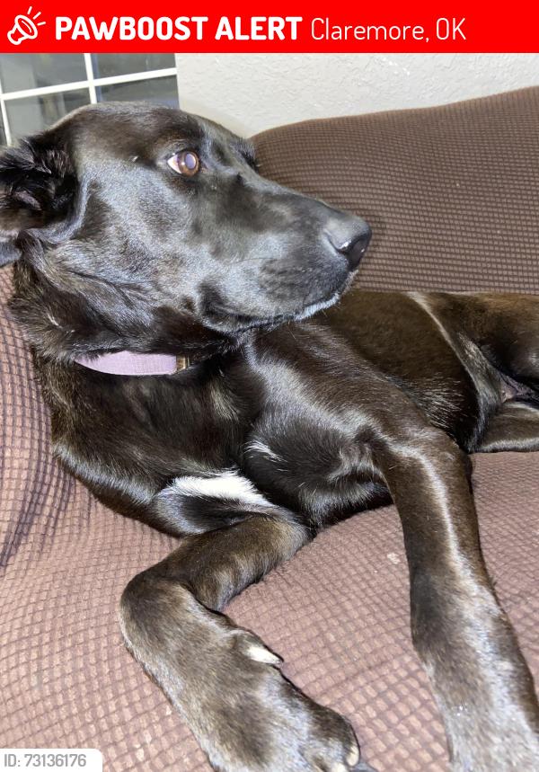 Lost Female Dog last seen Near Justus tiawah elementary school, Claremore, OK 74017