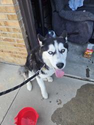 Reunited Male Dog last seen Smoky Hill and Tower, Centennial, CO 80015