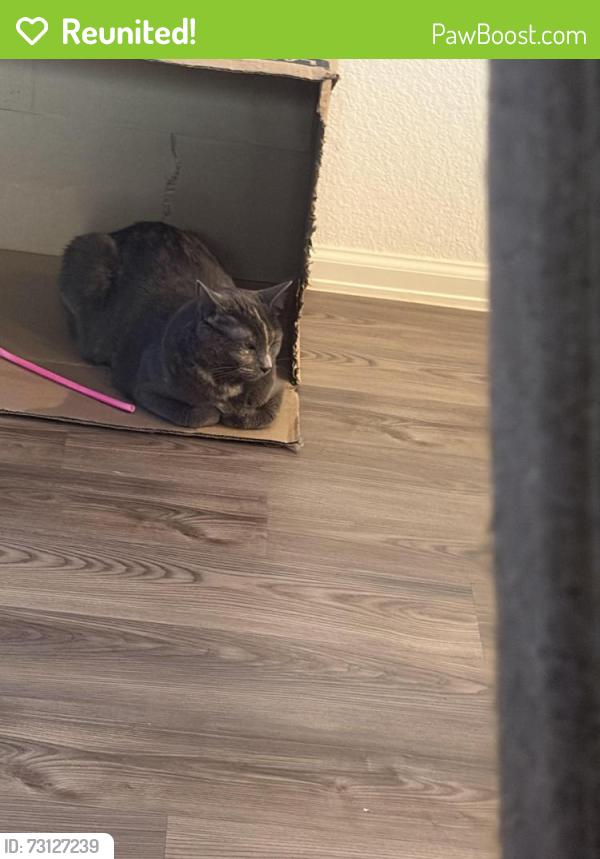 Reunited Female Cat last seen Landing Boulevard & Ervin Street (inside the Samara neighborhood), League City, TX 77539