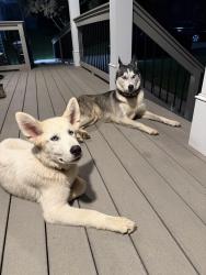 Reunited Female Dog last seen old federal rd, South Cleveland, TN 37311