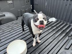 Found/Stray Unknown Dog last seen brook rd, telegraph rd, new york ave., Glen Allen, VA 23060