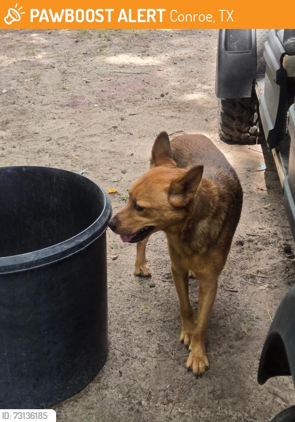 Found/Stray Female Dog last seen E parkway Drive, Conroe, TX 77301