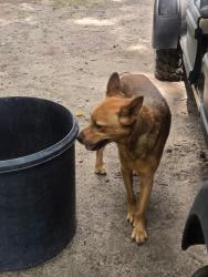 Found/Stray Female Dog last seen E parkway Drive, Conroe, TX 77301