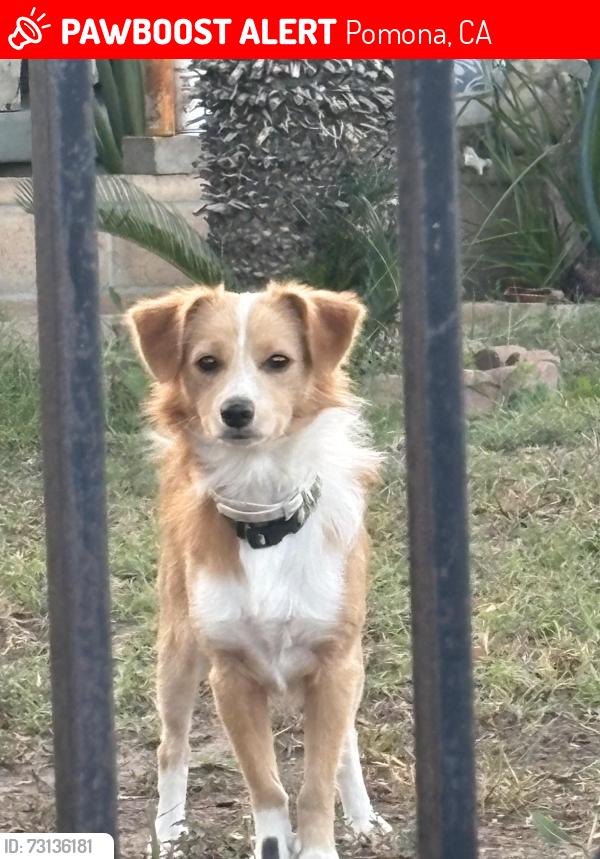 Lost Male Dog last seen at my hse, Pomona, CA 91799