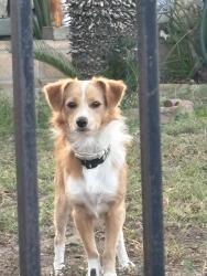 Lost Male Dog last seen at my hse, Pomona, CA 91799