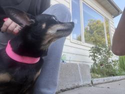 Found/Stray Female Dog last seen Near Bellaire Way, Thornton, CO 80233