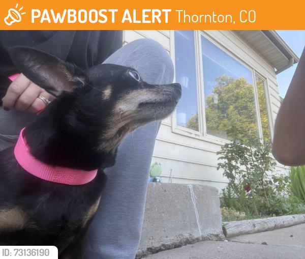 Found/Stray Female Dog last seen Near Bellaire Way, Thornton, CO 80233
