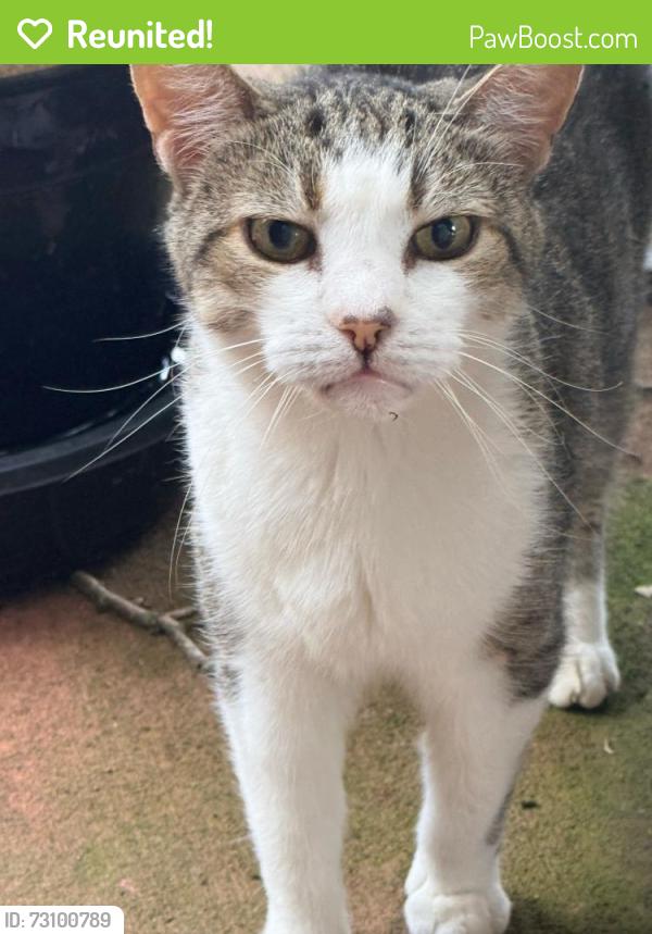 Reunited Unknown Cat last seen East Sprague and Stockton Street, Winston-Salem, NC 27127