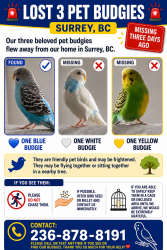 Lost Unknown Bird last seen 143A, Surrey, BC V3W 0X5