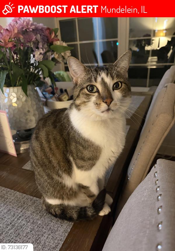 Lost Female Cat last seen S Lake st and w hickory st / lakeridge Ct, Mundelein, IL 60060