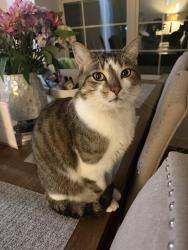 Lost Female Cat last seen S Lake st and w hickory st / lakeridge Ct, Mundelein, IL 60060