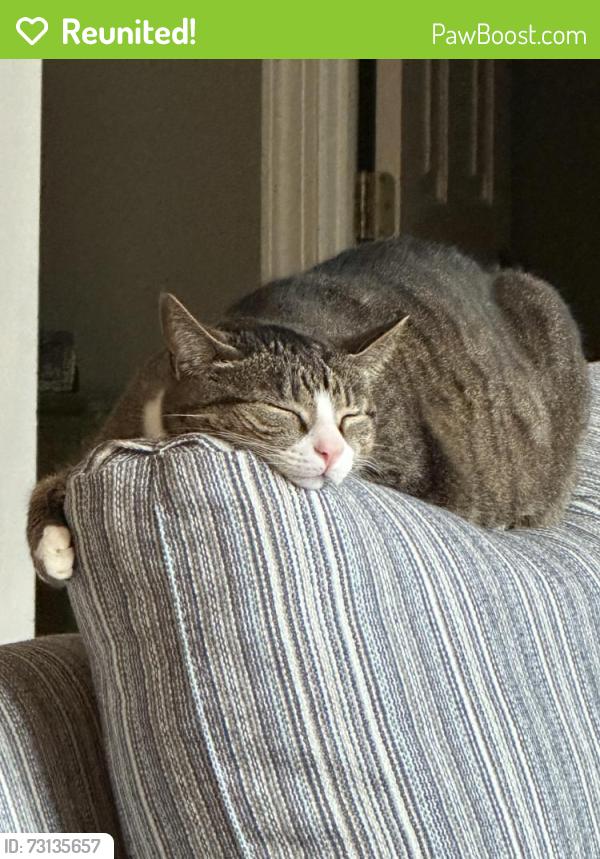 Reunited Female Cat last seen Robert S Garnett, Wilmington, NC 28412
