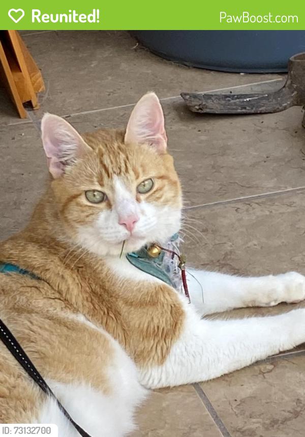 Reunited Male Cat last seen Welbeck Dr & Peachmeadow Ln, Channelview, TX 77530, USA, Channelview, TX 77530