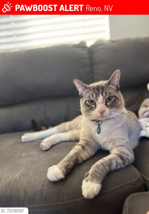 Lost Male Cat last seen Cypress shores and Big River Dr, Reno, NV 89506