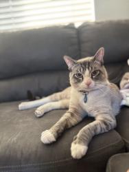 Lost Male Cat last seen Cypress shores and Big River Dr, Reno, NV 89506