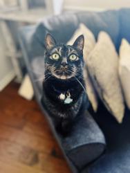 Lost Male Cat last seen Ashmeade Dr. and Ashford Ln., Fairfax, VA 22032