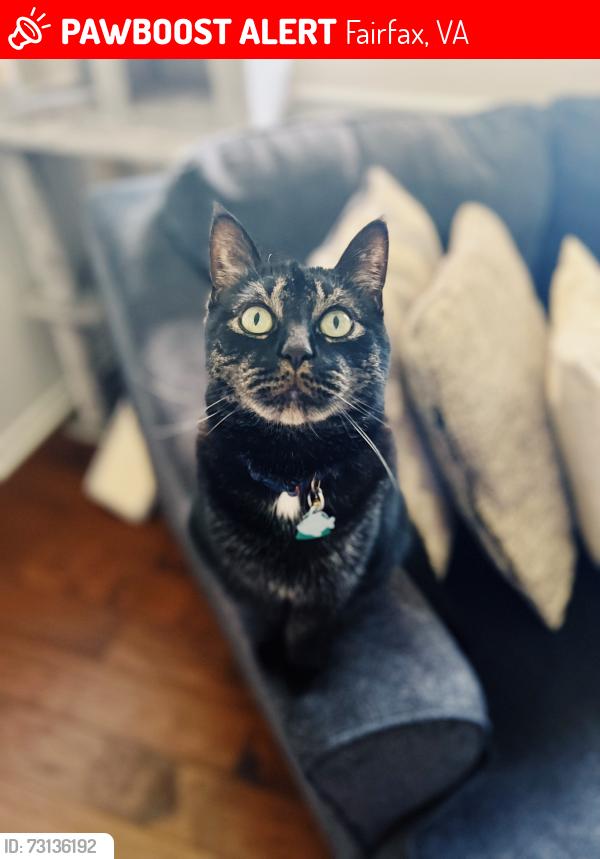 Lost Male Cat last seen Ashmeade Dr. and Ashford Ln., Fairfax, VA 22032