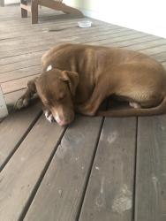 Found/Stray Male Dog last seen Hey 64 and Yancy Lane, Smith County, TX 75707