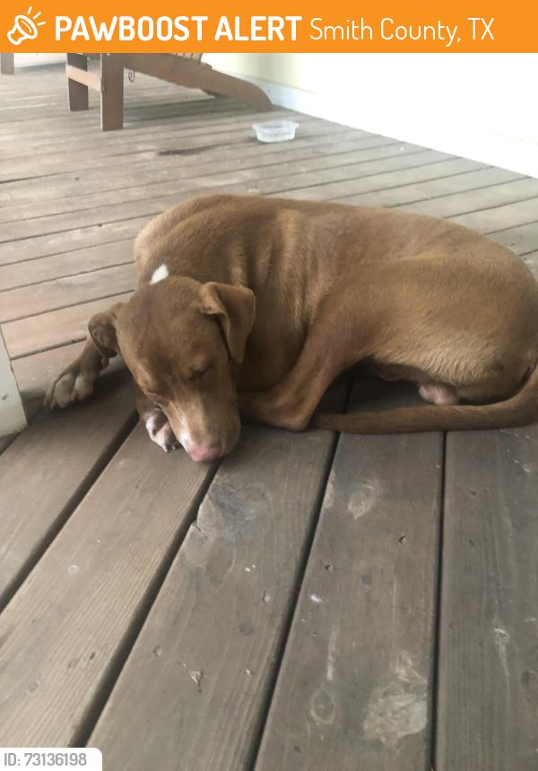 Found/Stray Male Dog last seen Hey 64 and Yancy Lane, Smith County, TX 75707