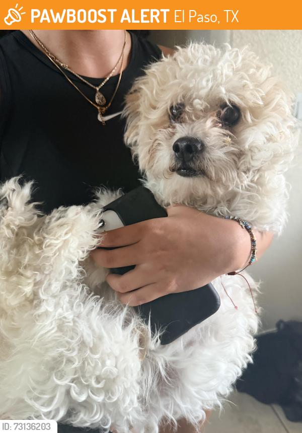 Found/Stray Unknown Dog last seen Rojas, Eastlake, El Paso, TX 79928