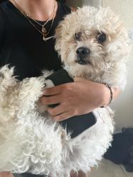 Found/Stray Unknown Dog last seen Rojas, Eastlake, El Paso, TX 79928