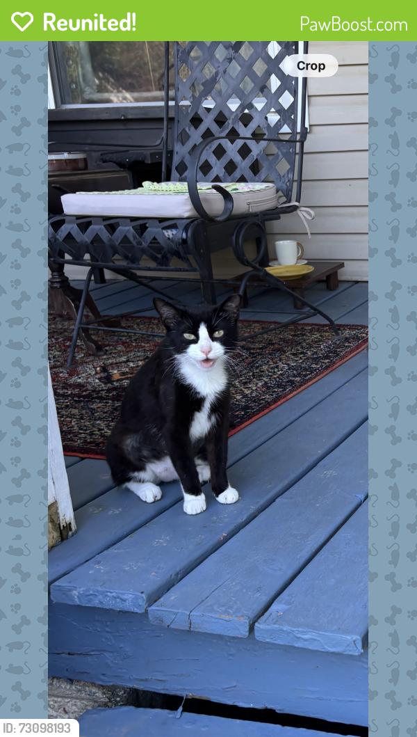 Reunited Female Cat last seen Trulo Homes, Bentonville, AR 72712