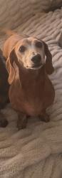 Reunited Male Dog last seen Near Carter Ave, Venice, CA 90292, USA, Los Angeles, CA 90292