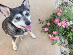 Lost Female Dog last seen Morrows metal buildings, Co Rd 155, TX 76240