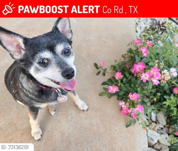 Lost Female Dog last seen Morrows metal buildings, Co Rd 155, TX 76240