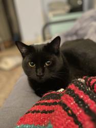 Reunited Female Cat last seen Near Clinton Street Theater, SE 26th Ave & SE Clinton, Portland, OR 97202