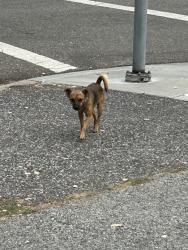 Reunited Unknown Dog last seen N 5h & Taylor, San Jose, CA 95112
