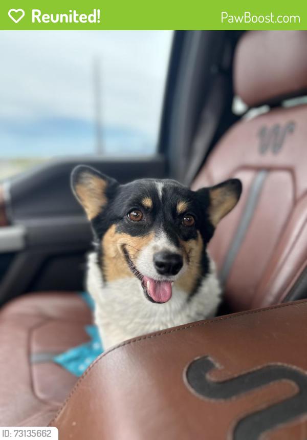 Reunited Female Dog last seen Wetmore & Romero, Tucson, AZ 85705