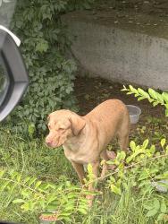 Found/Stray Unknown Dog last seen Town park ests 37217, Nashville, TN 37217