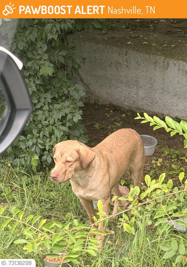 Found/Stray Unknown Dog last seen Town park ests 37217, Nashville, TN 37217