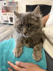 Lost Male Cat last seen Near Portland Ave E Tacoma wa, Tacoma, WA 98445