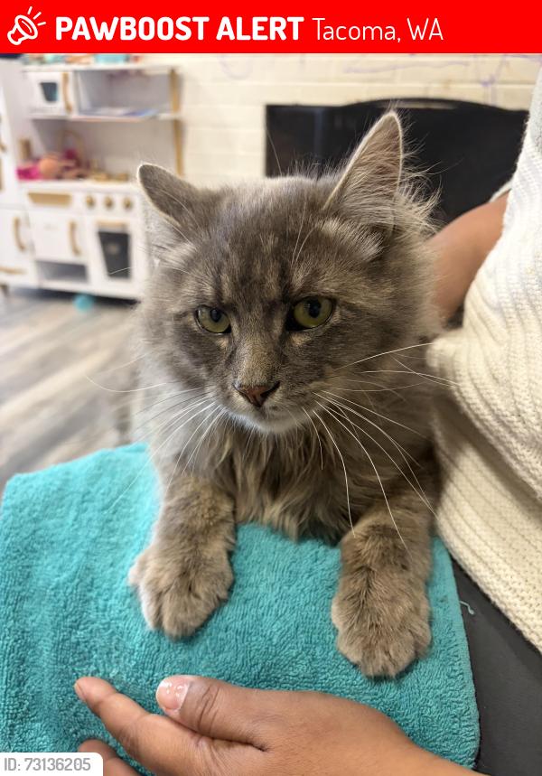 Lost Male Cat last seen Near Portland Ave E Tacoma wa, Tacoma, WA 98445